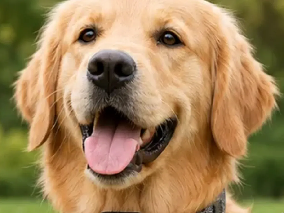 Happy golden retriever wearing the Hush Bark Smart Collar outdoors in a green yard
