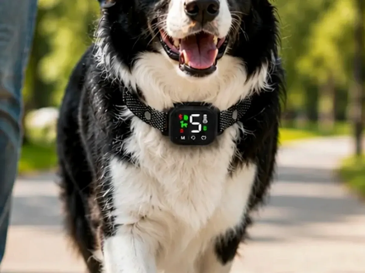 Calm border collie walking outdoors wearing the Hush Bark Smart Collar